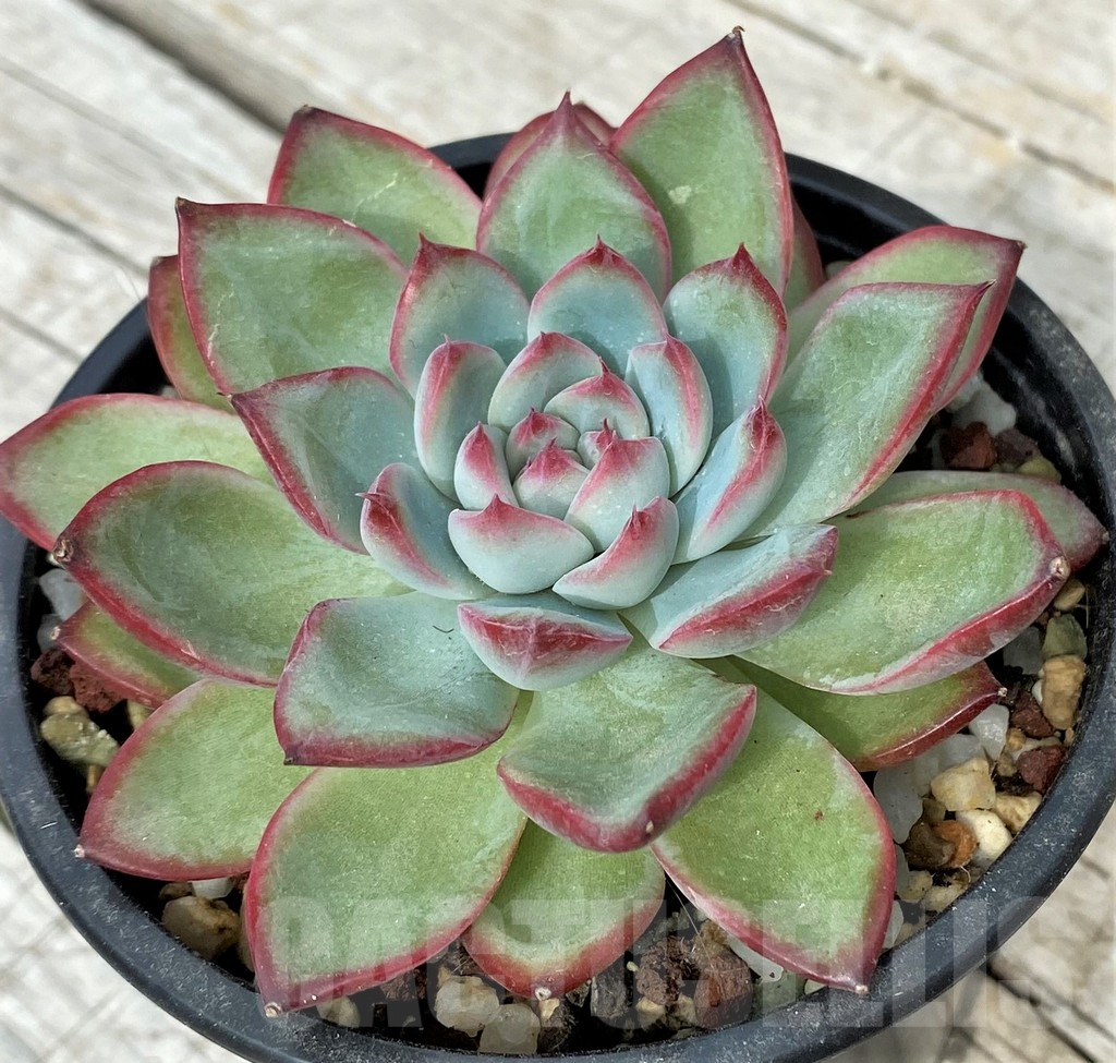 SH17881 Echeveria 'Chihuahuaensis' hybrid - Image 2