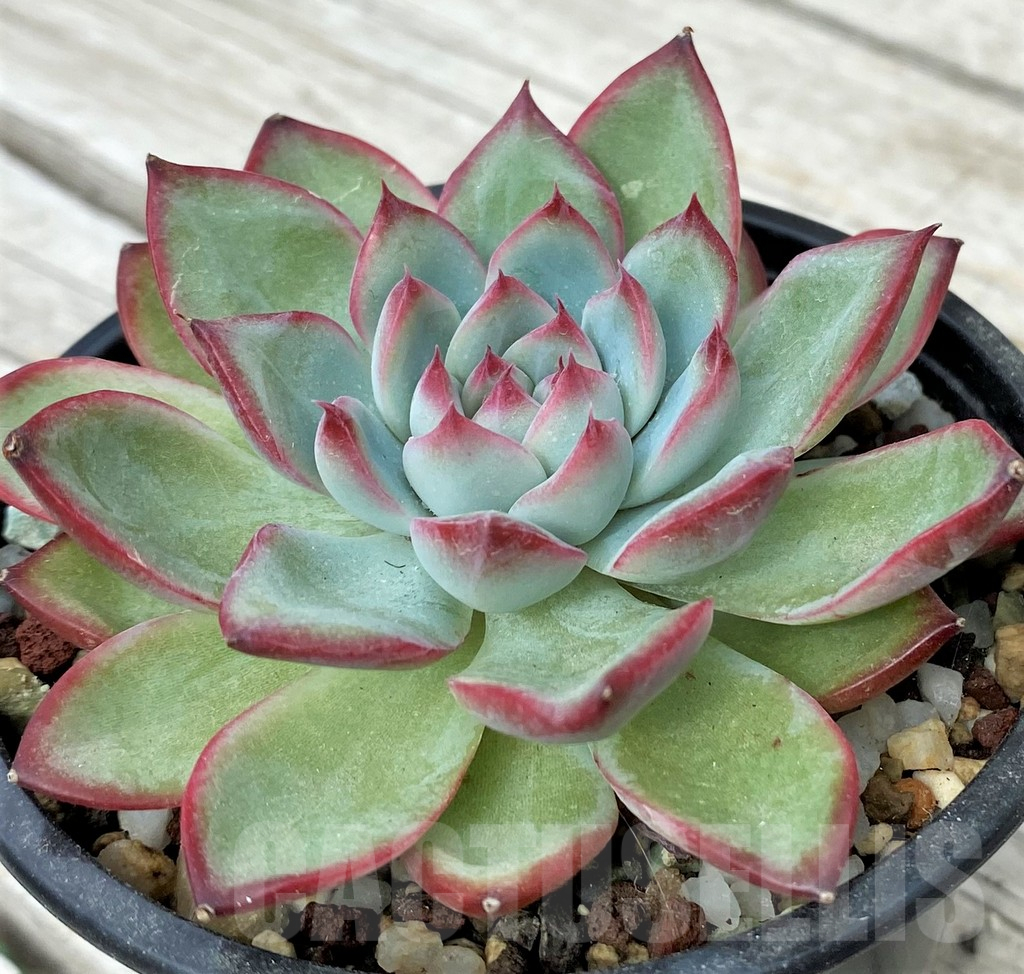 SH17881 Echeveria 'Chihuahuaensis' hybrid