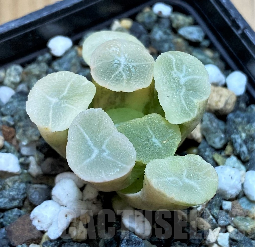 SH16840 Haworthia maughanii f. variegata - Image 2