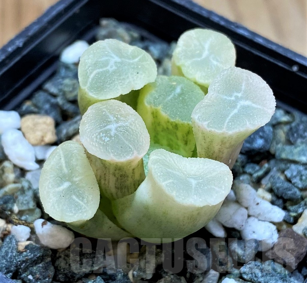 SH16840 Haworthia maughanii f. variegata