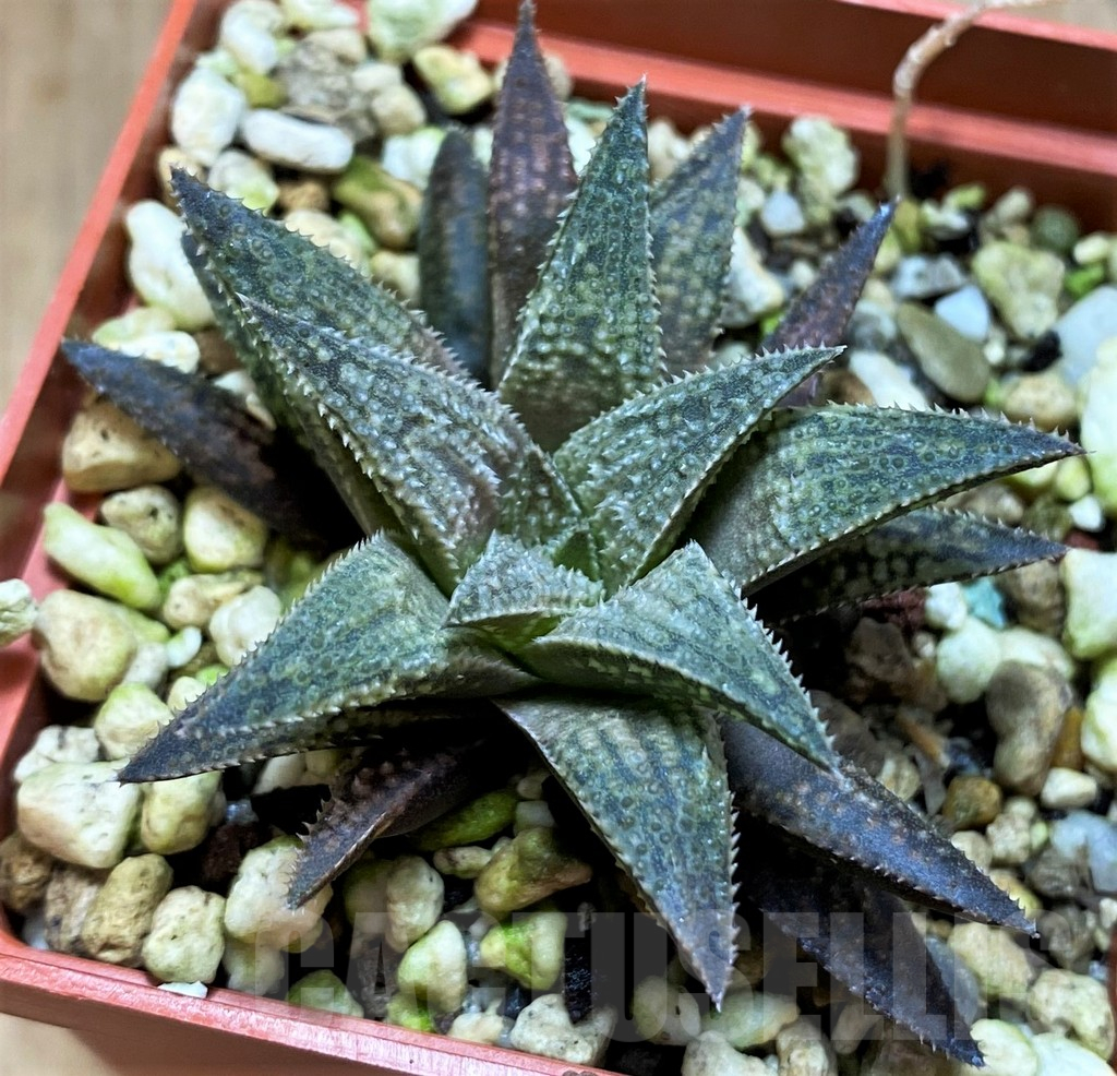 SH16841 Haworthia 'Metallica' hybrid