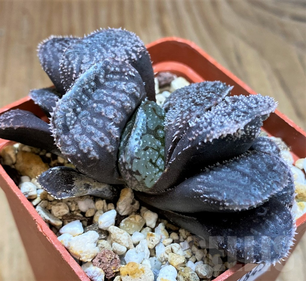 SH16843 Haworthia 'Mordor' - Image 2