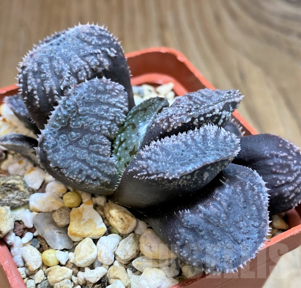 SH16843 Haworthia 'Mordor'