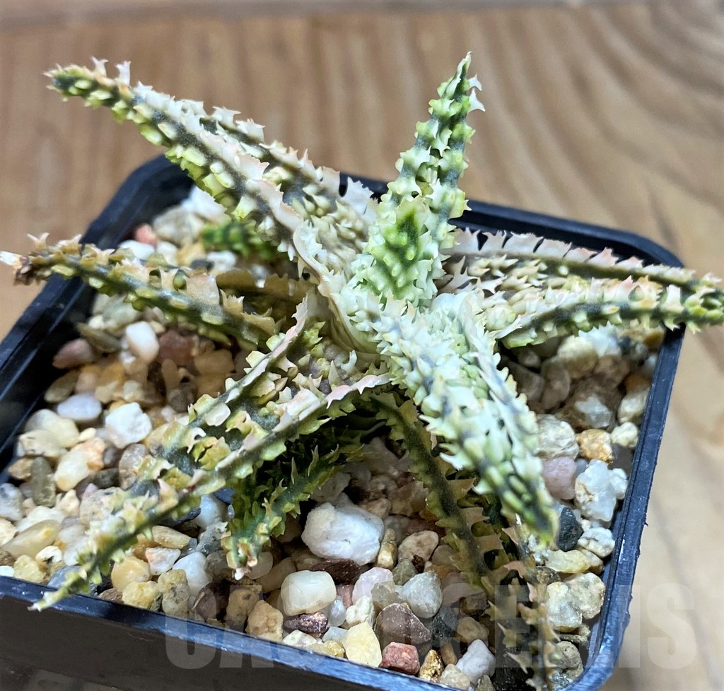 SH16808 Aloe TCT hybrid
