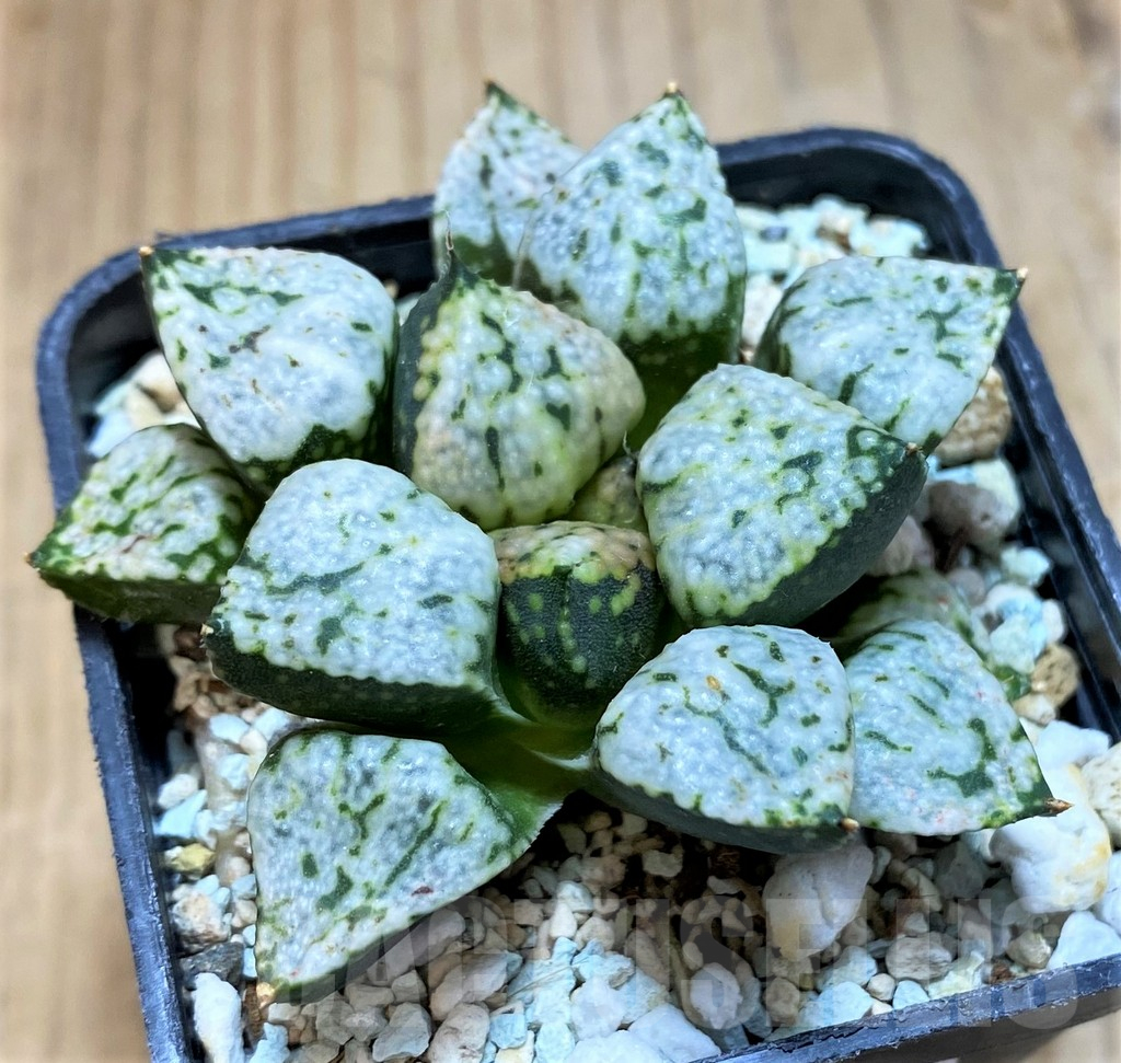 SH16846 Haworthia picta 'Pandora'