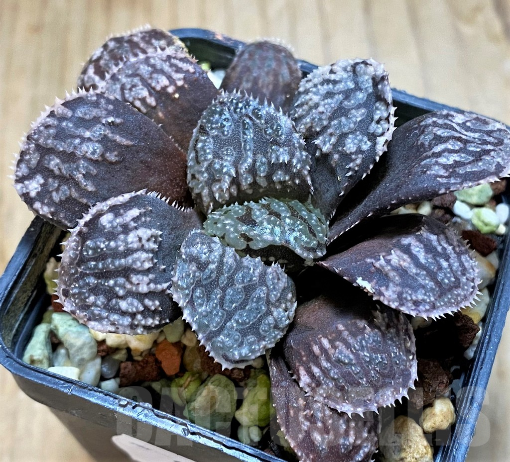 SH16847 Haworthia 'Mordor'