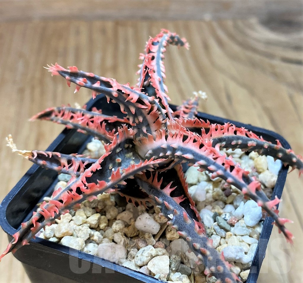 SH16809 Aloe TCT hybrid