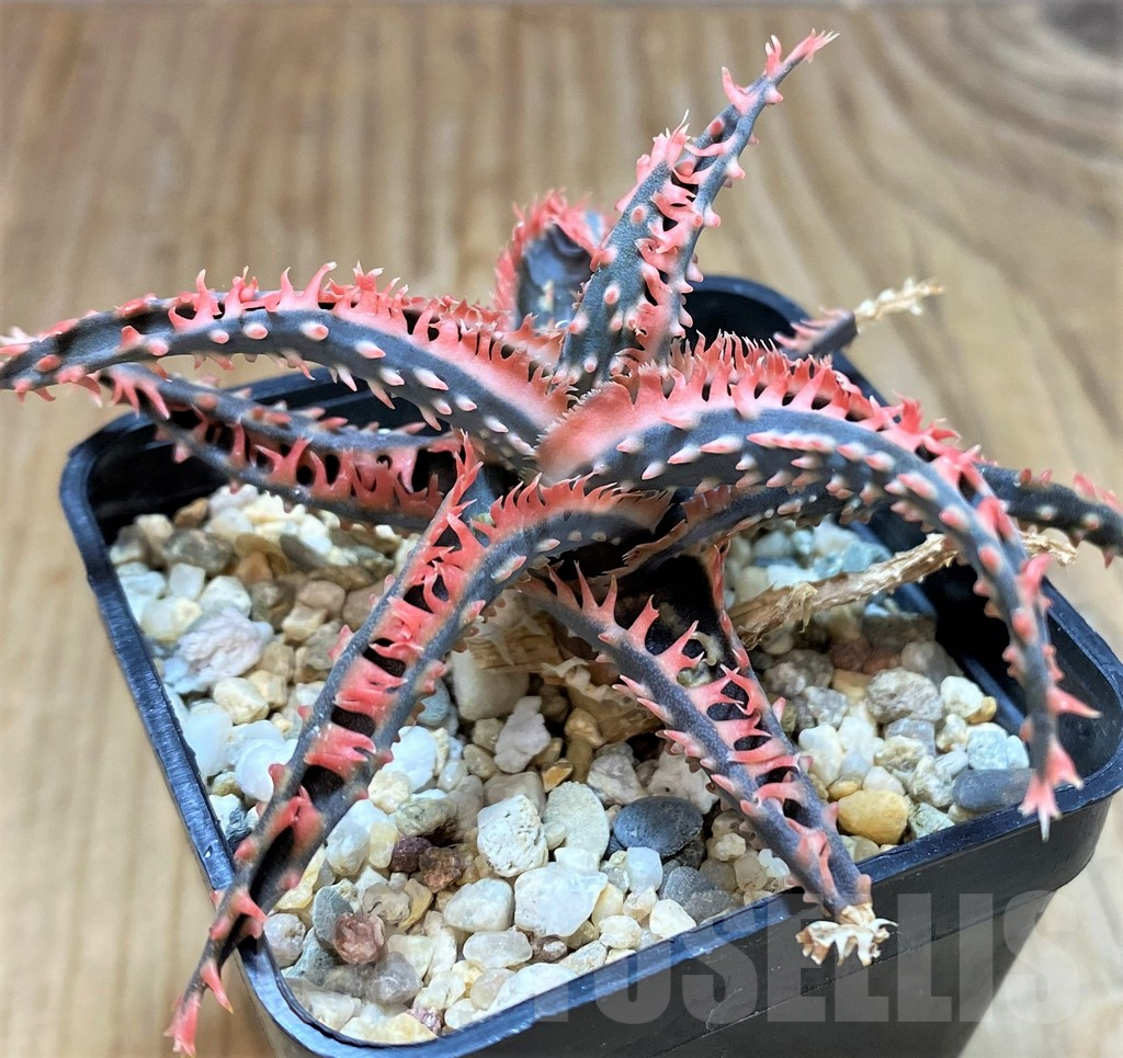 SH16809 Aloe TCT hybrid - Image 2