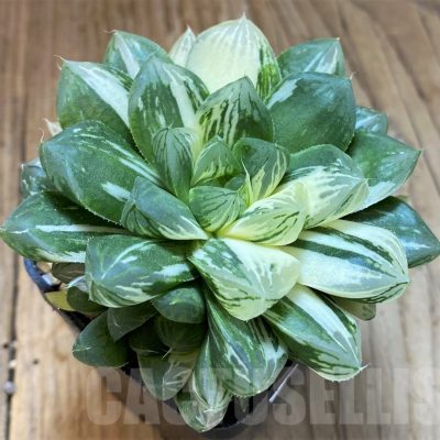 SH16858 Haworthia obtusa ‘Marin’ f. variegata