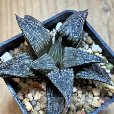 SH16860 Haworthia mirabilis SH3083