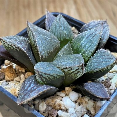SH16861 Haworthia HCNX-7, ex Cactus Nishi