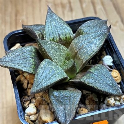 SH16863 Haworthia picta GM581 -Doringrivier farm-