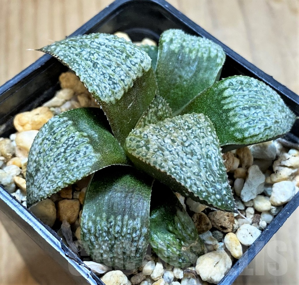 SH16864 Haworthia magnifica v. splendens, Select form