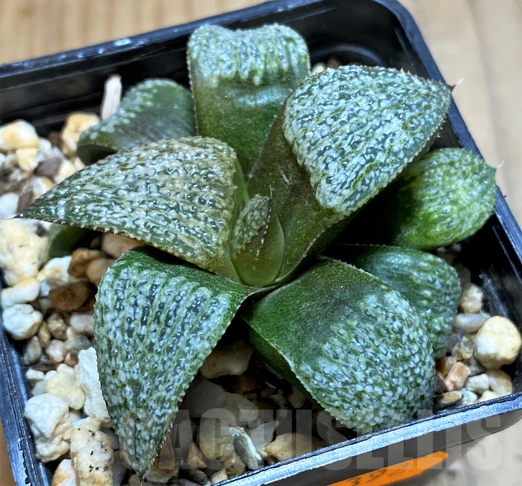 SH16864 Haworthia magnifica v. splendens, Select form - Image 2