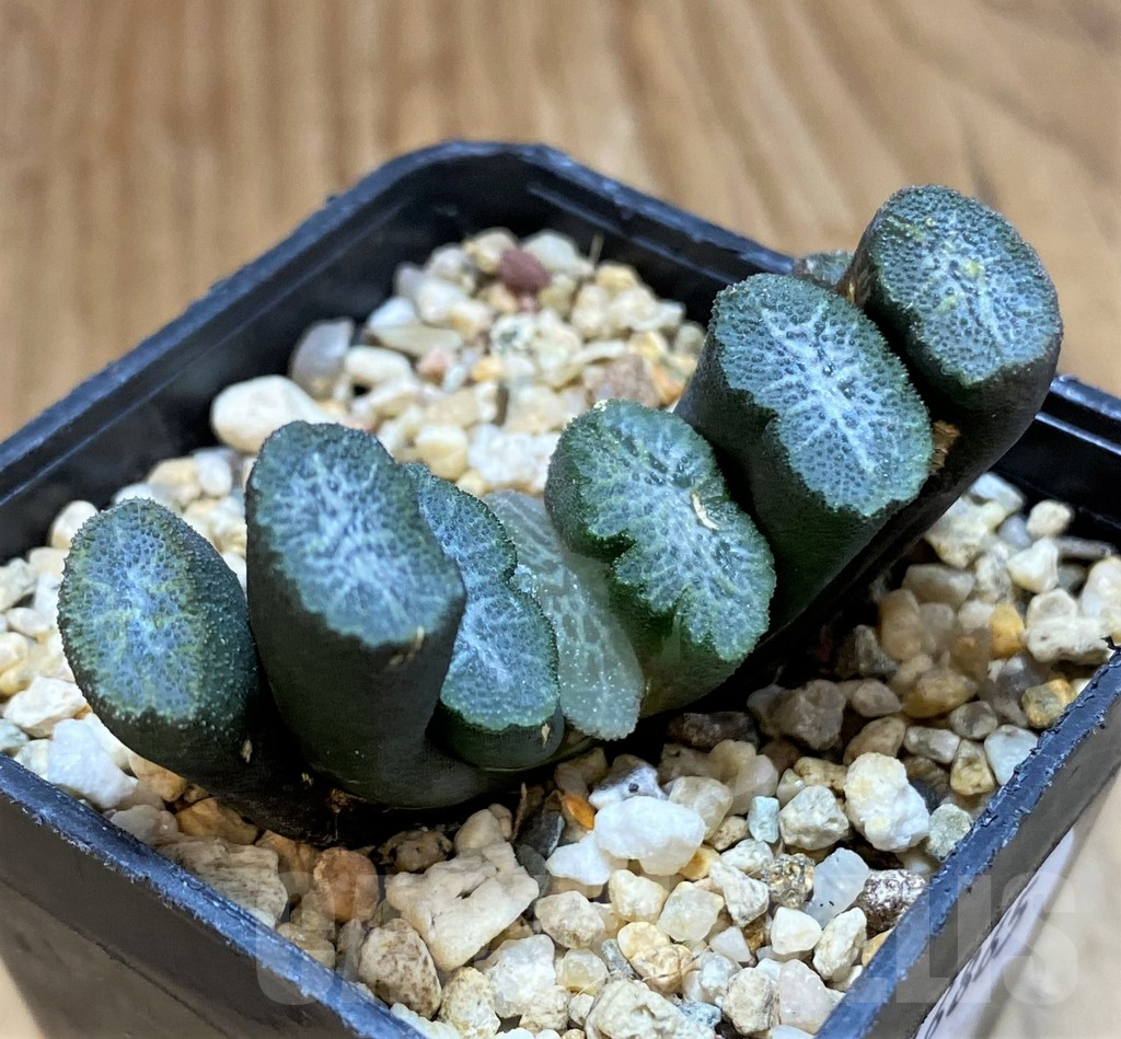 SH16865 Haworthia truncata -Japan- - Image 2