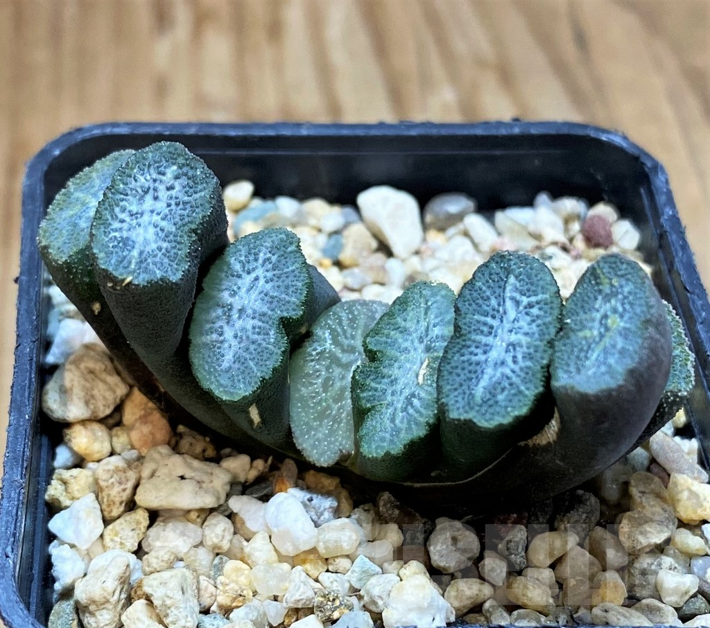 SH16865 Haworthia truncata -Japan-