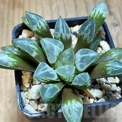 SH16867 Haworthia 'Love Heart'