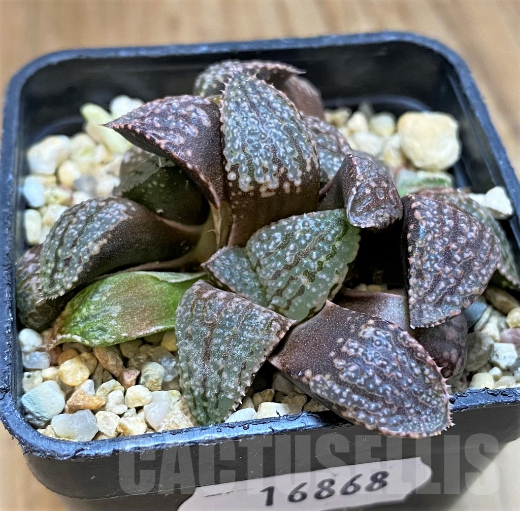 SH16868 Haworthia picta -Japan- - Image 2