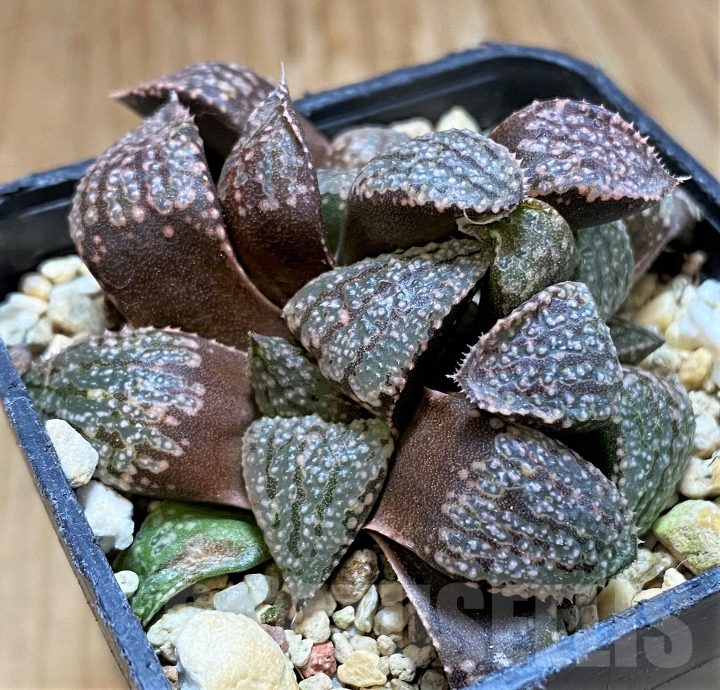SH16868 Haworthia picta -Japan-