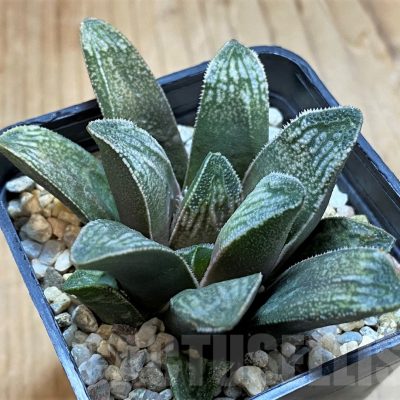 SH16869 Haworthia truncata x splendens hybrid