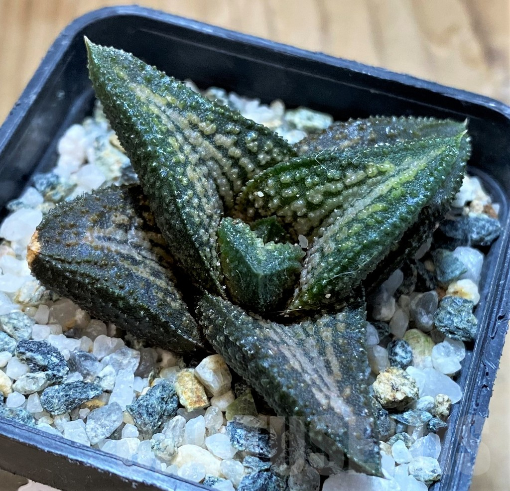 SH16872 Haworthia 'Kintaikyo'