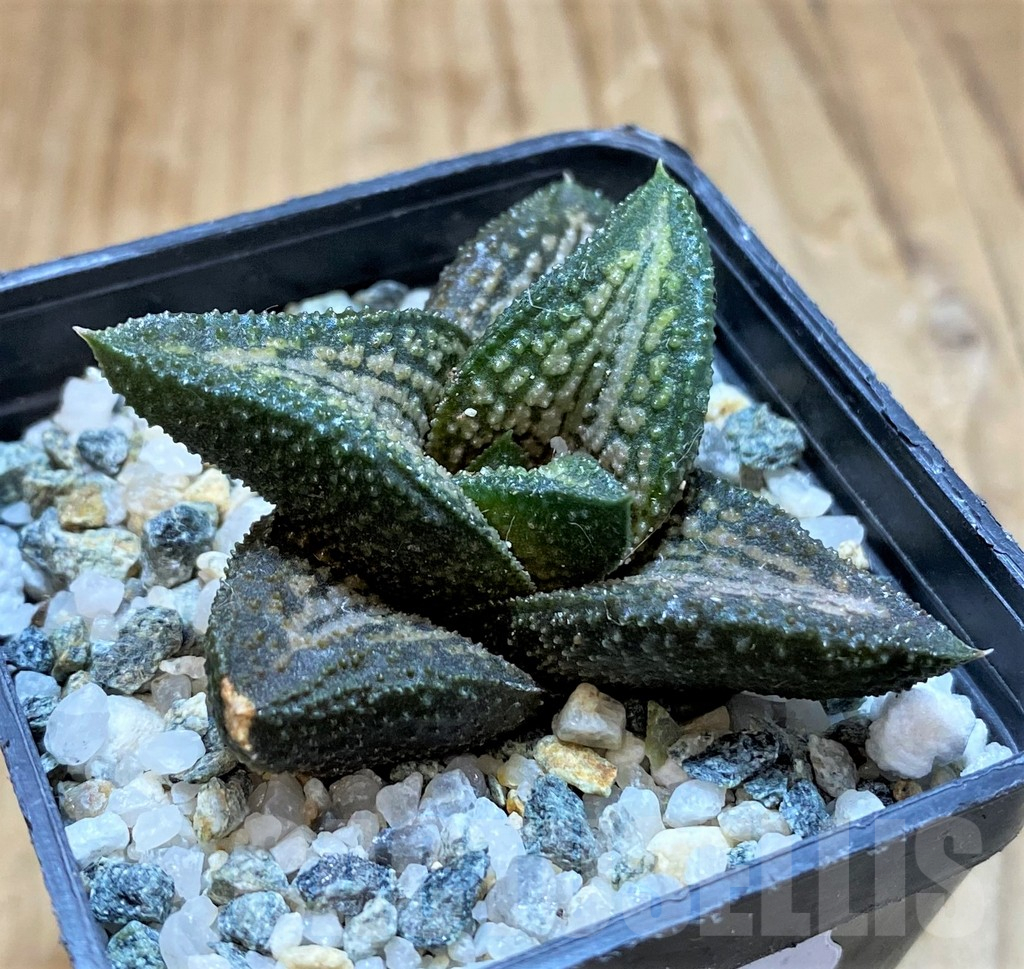 SH16872 Haworthia 'Kintaikyo' - Image 2