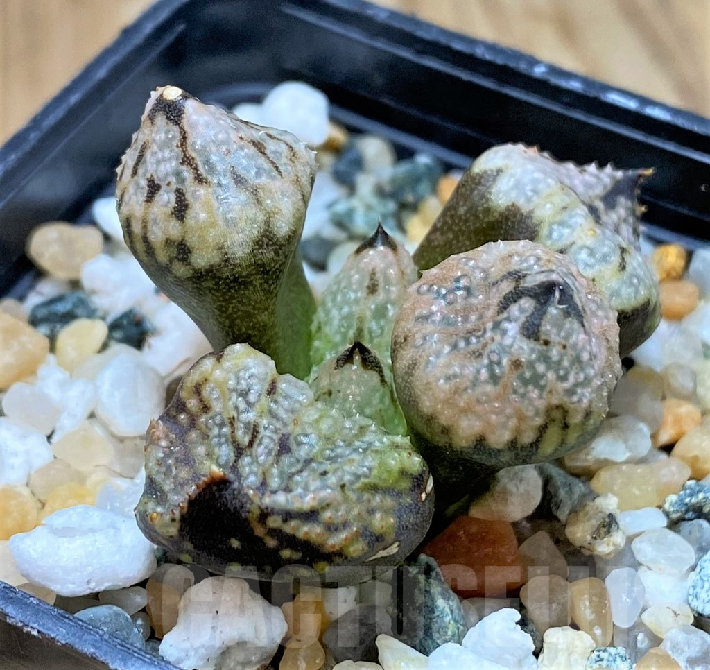 SH16813 Haworthia ‘Princess Kazunomiya Mutant’ - Image 2