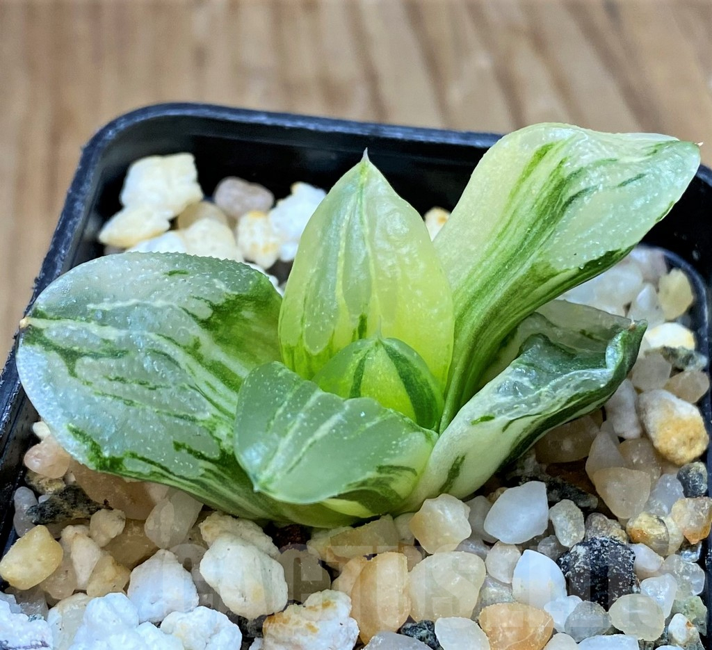 SH16818 Haworthia 'Ice City' f. variegata - Image 2
