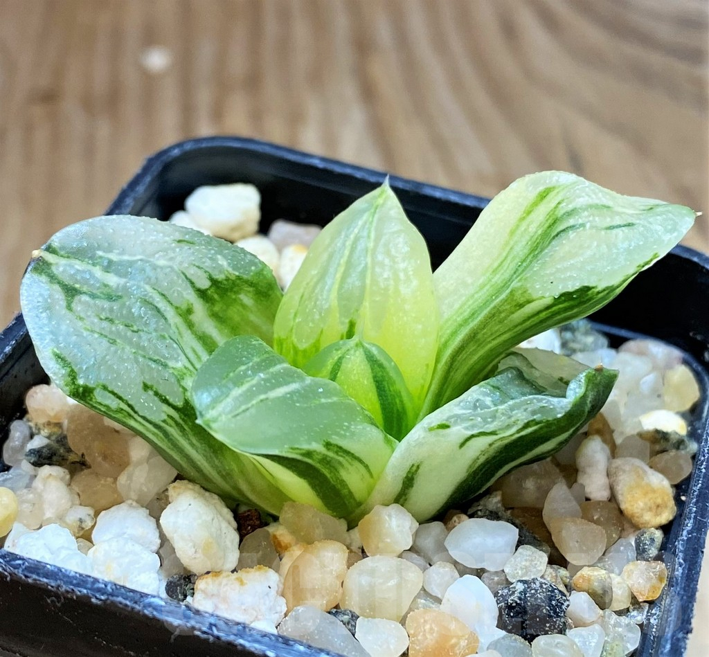 SH16818 Haworthia 'Ice City' f. variegata