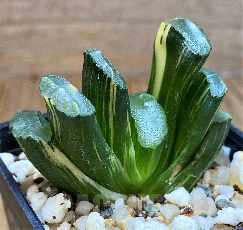 SH16821 Haworthia truncata f. variegata - Image 2