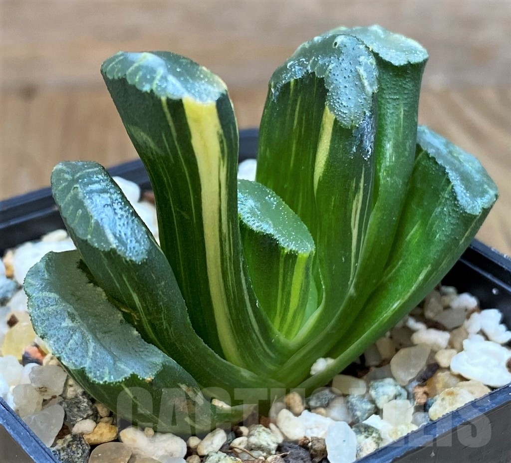 SH16821 Haworthia truncata f. variegata