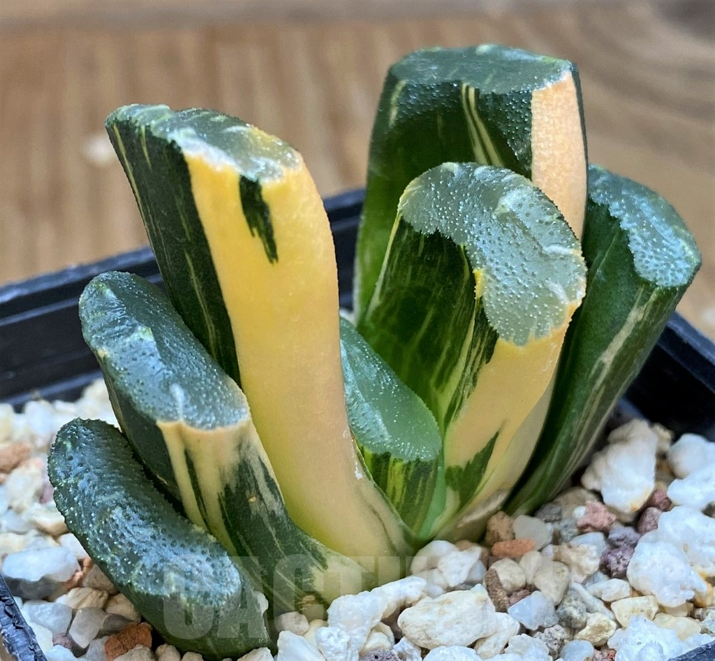 SH16822 Haworthia truncata f. variegata