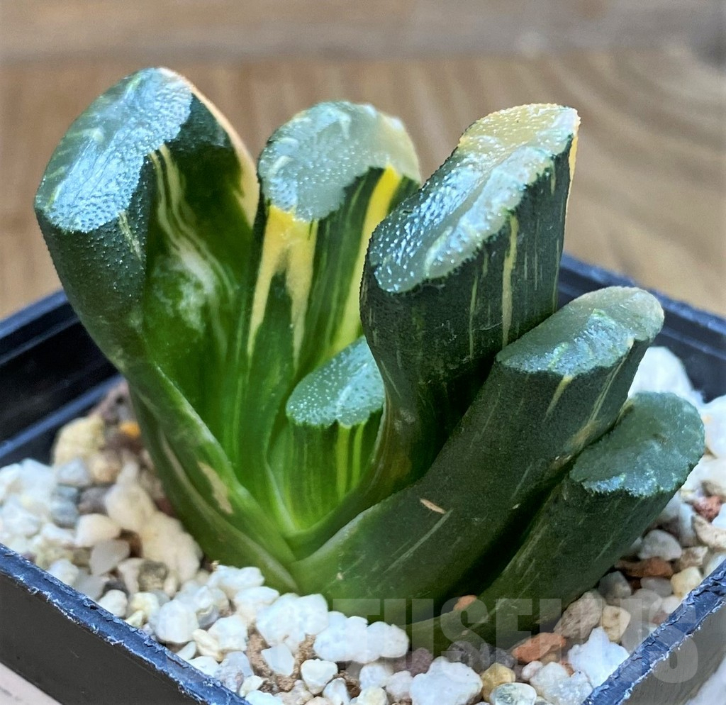 SH16822 Haworthia truncata f. variegata - Image 2