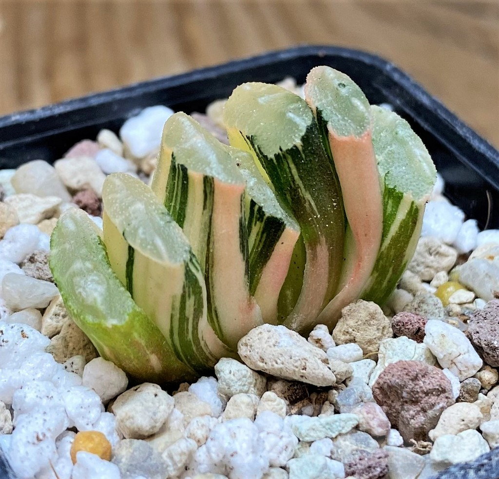 SH16823 Haworthia truncata f. variegata