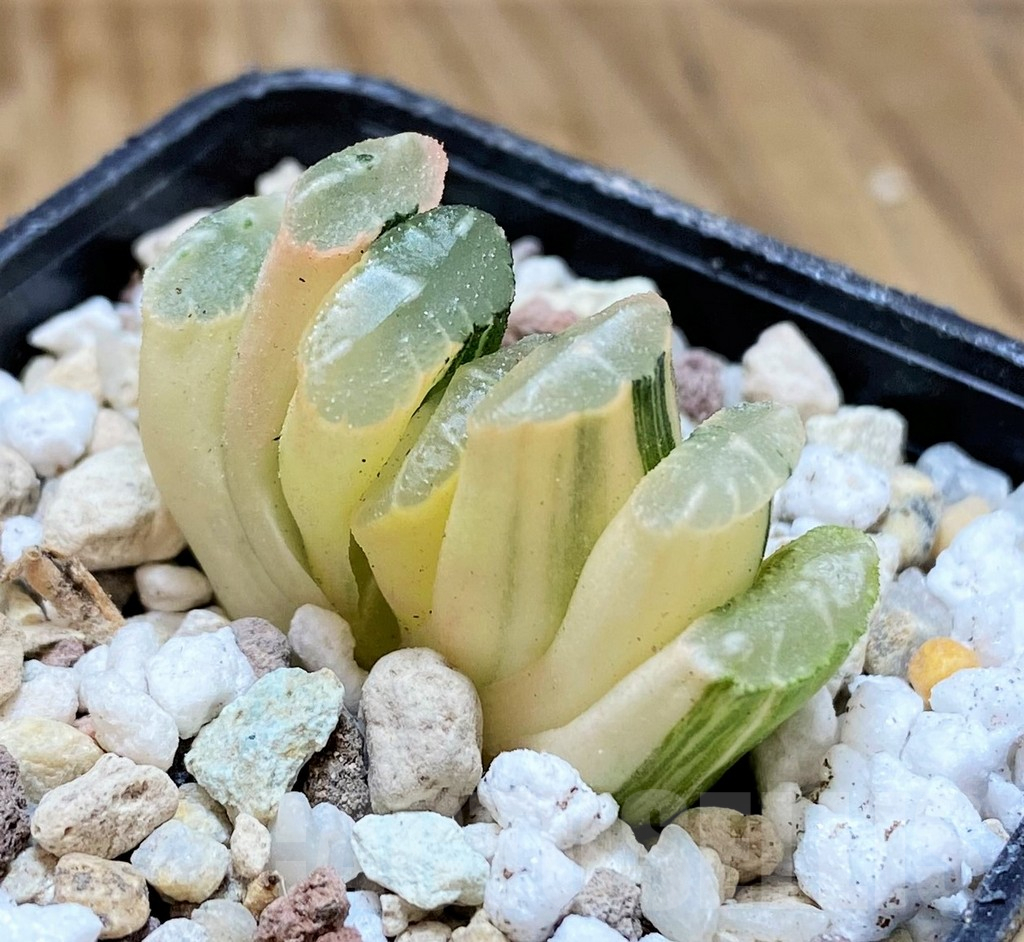 SH16823 Haworthia truncata f. variegata - Image 2