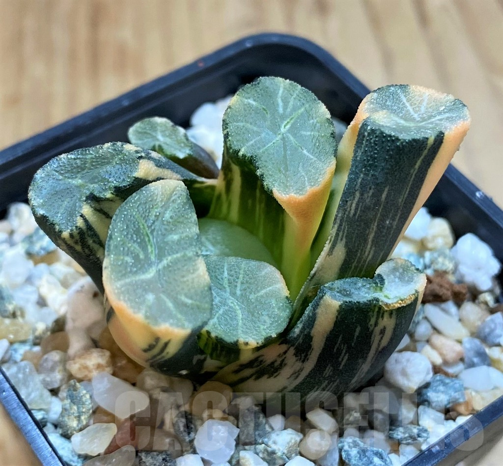 SH16831 Haworthia maughanii f. variegata - Image 2