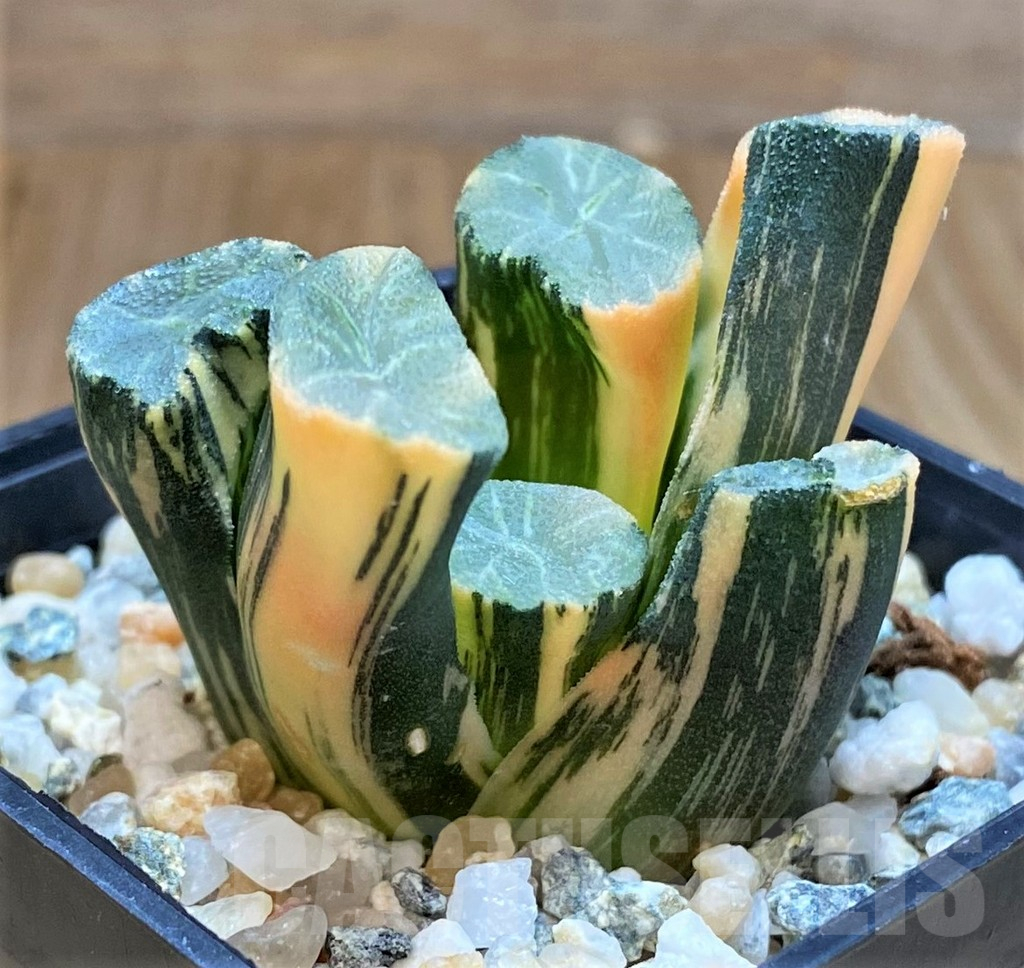 SH16831 Haworthia maughanii f. variegata