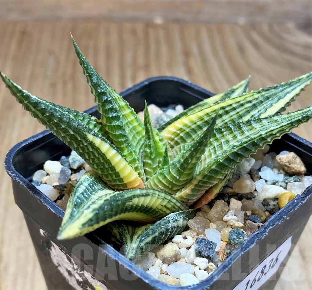 SH16836 Haworthia limifolia f. variegata - Image 2