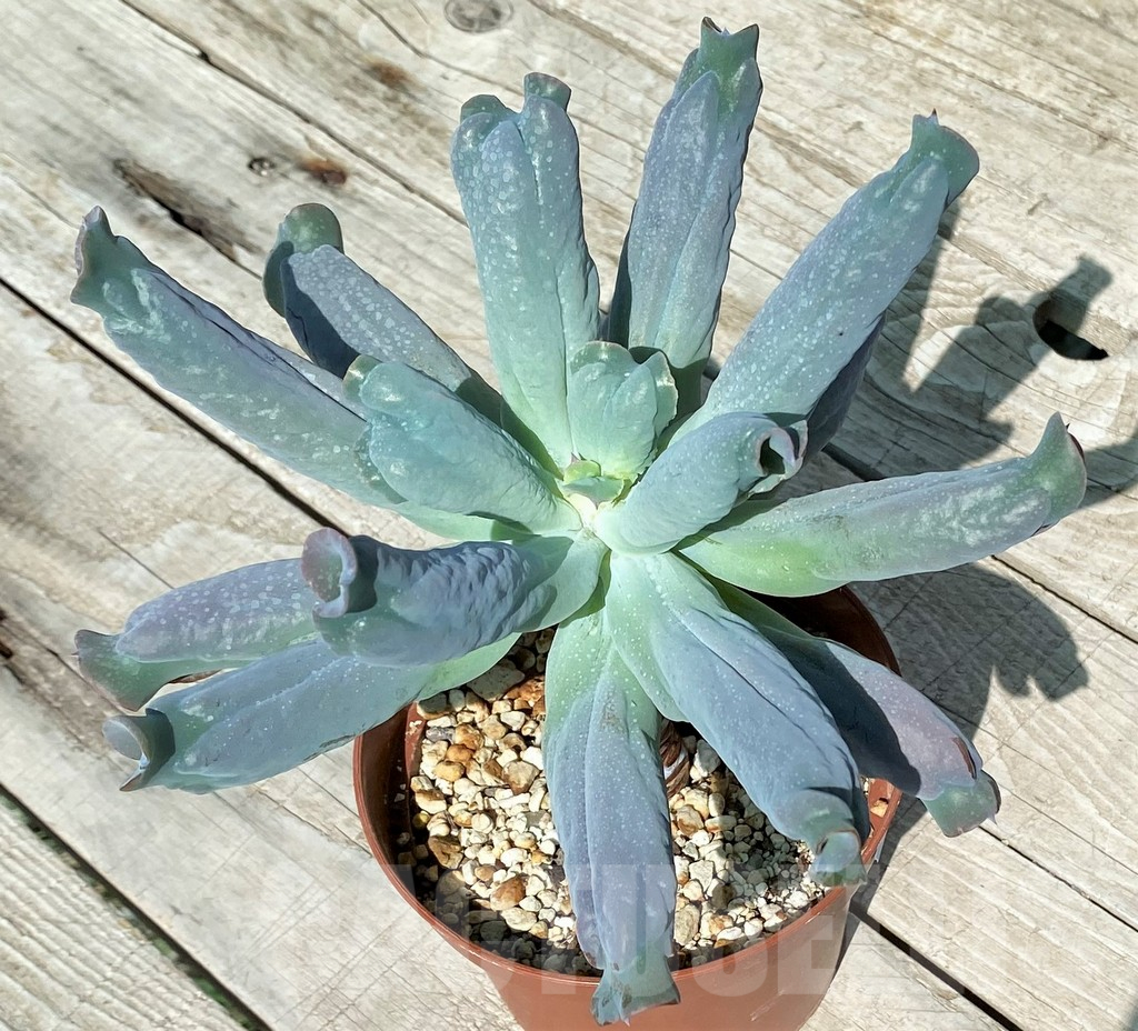SH17038 Echeveria 'Culibra' - Image 2