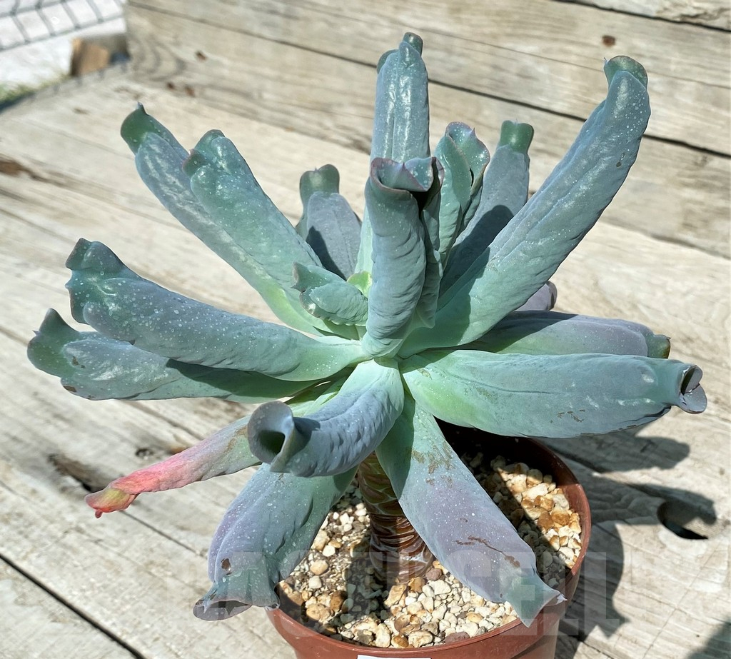 SH17039 Echeveria 'Culibra' - Image 2