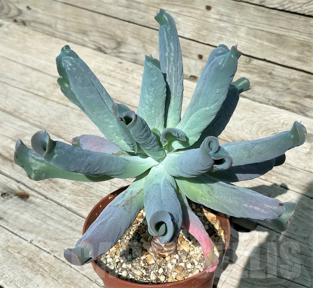 SH17039 Echeveria 'Culibra'