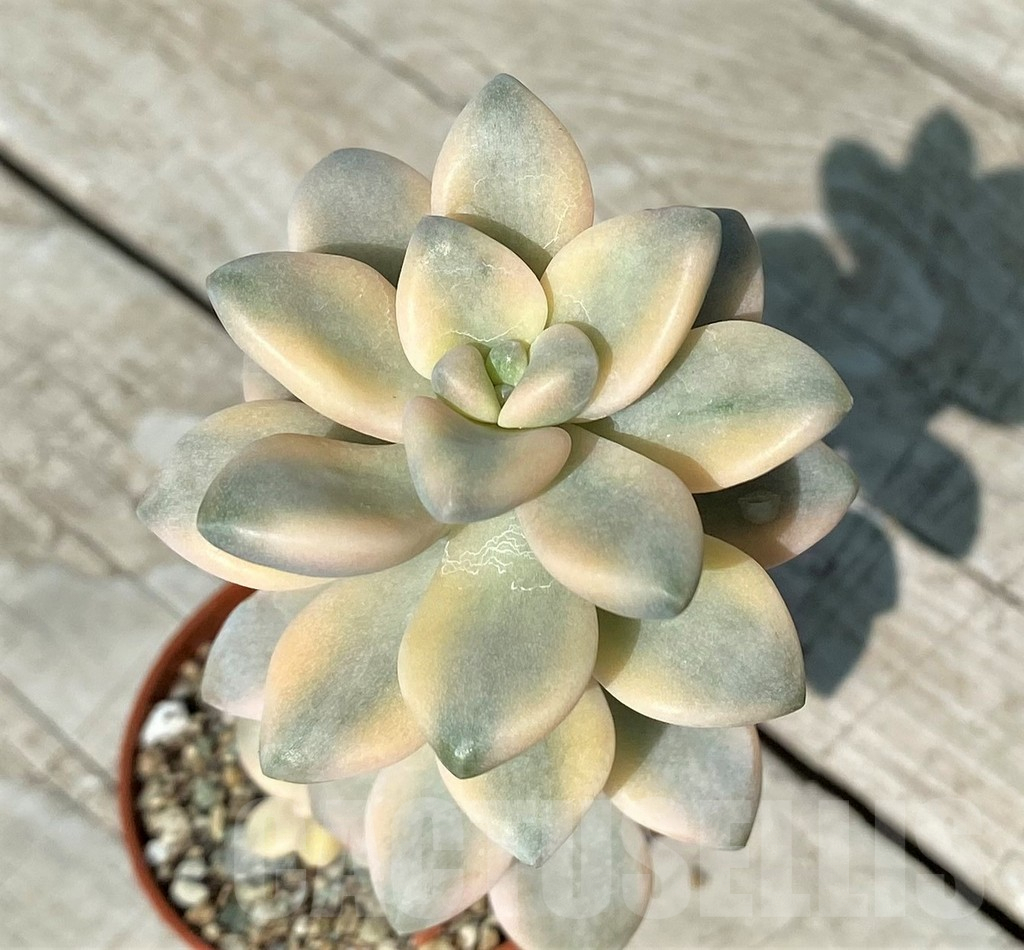 SH17044 Graptopetalum ‘Apricot’ f. variegata