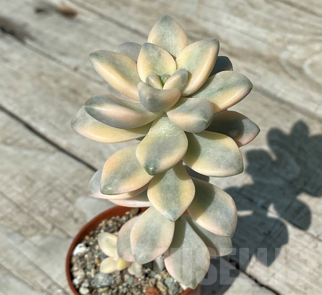SH17044 Graptopetalum ‘Apricot’ f. variegata - Image 2