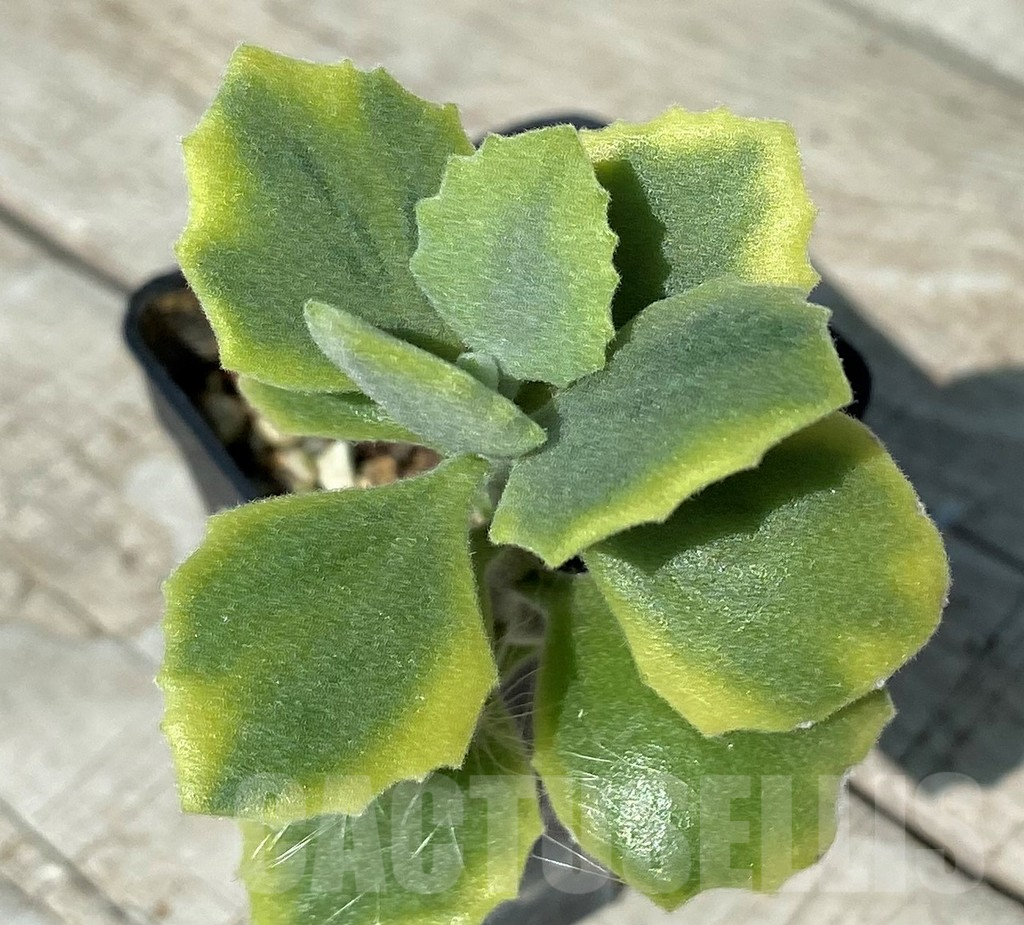 SH17046 Kalanchoe millotii f. variegata