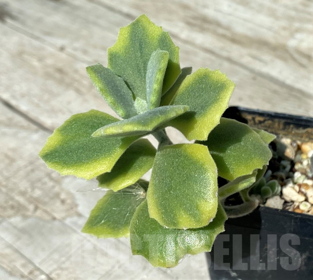 SH17046 Kalanchoe millotii f. variegata - Image 2