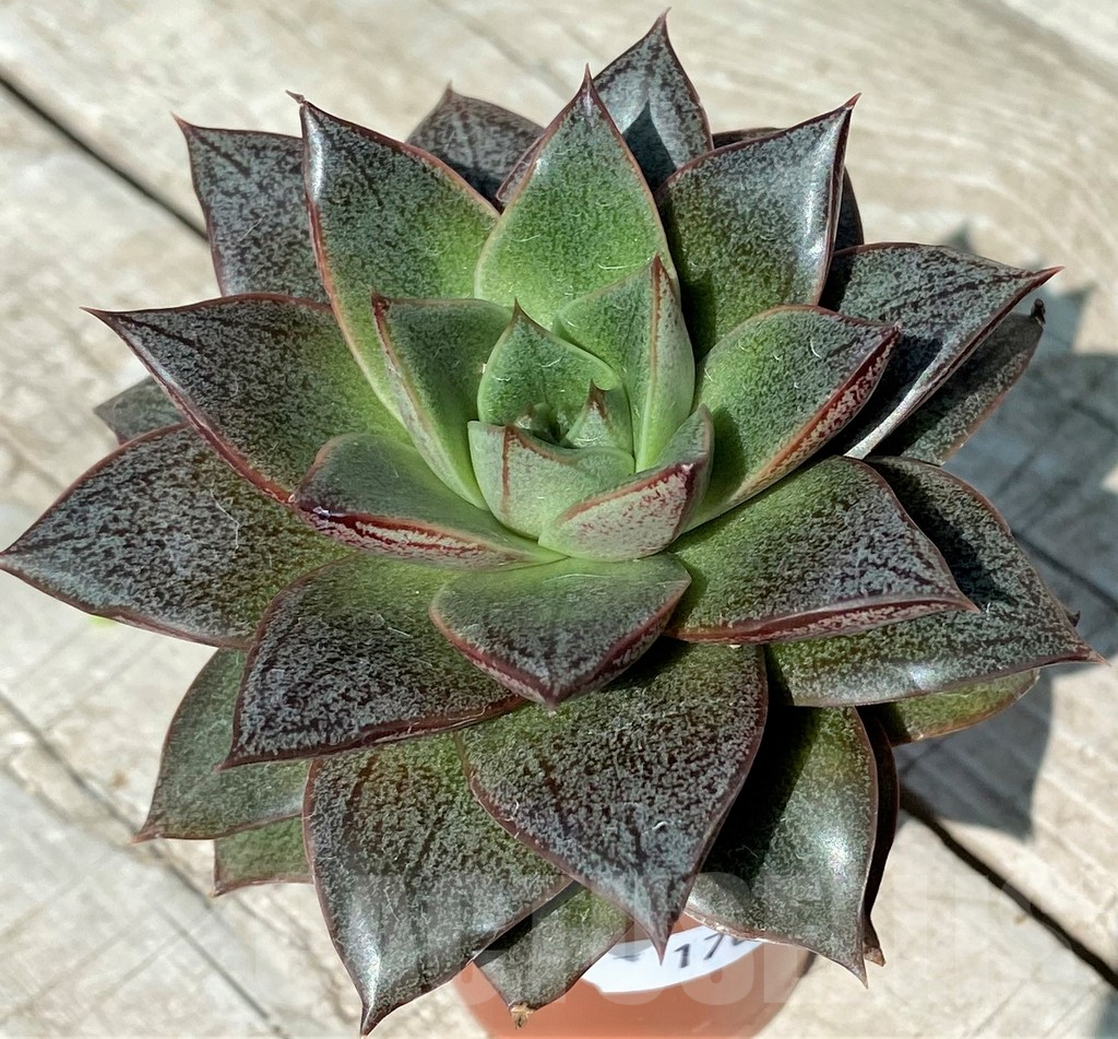 SH17048 Echeveria purpusorum