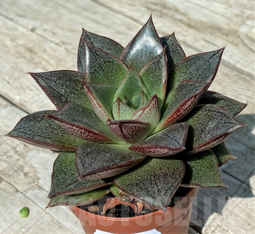 SH17049 Echeveria purpusorum