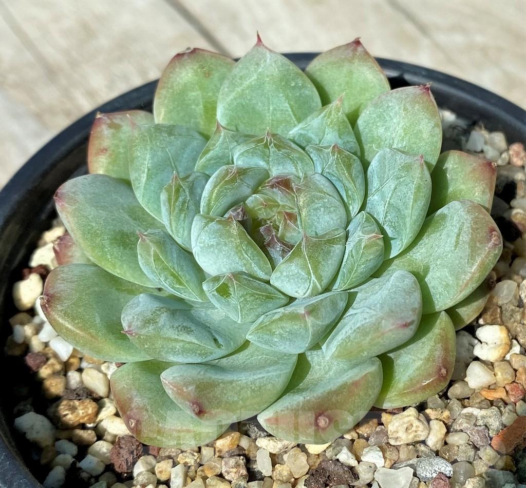 SH17009 Echeveria hybrid