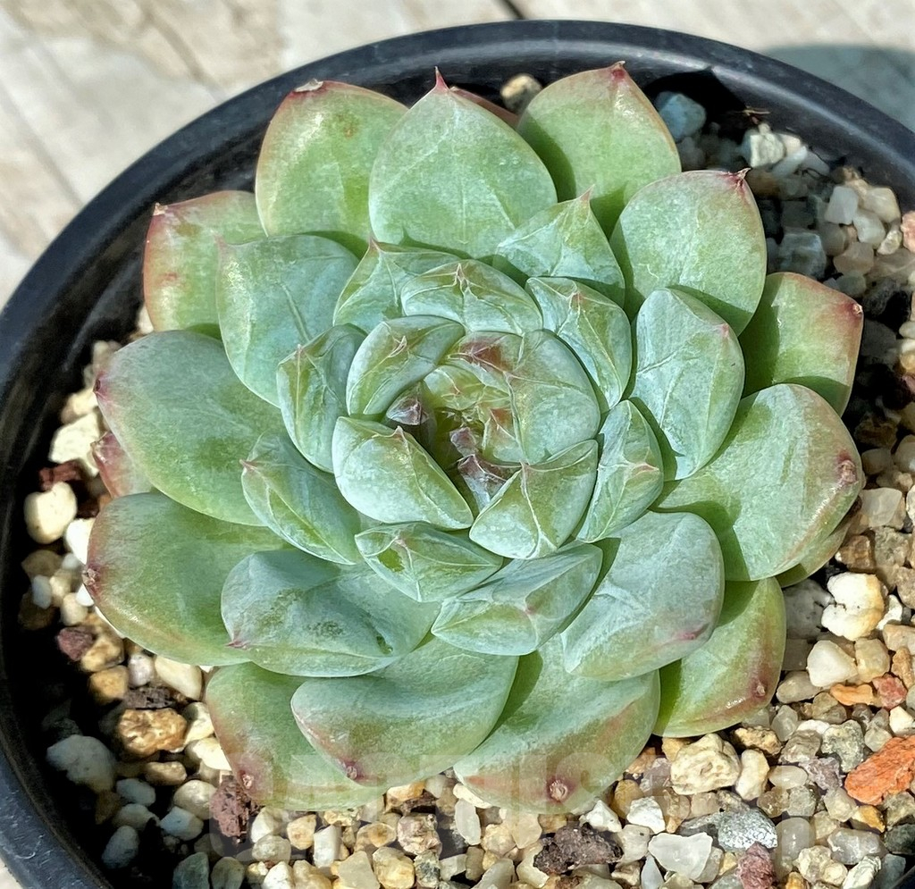 SH17009 Echeveria hybrid - Image 2