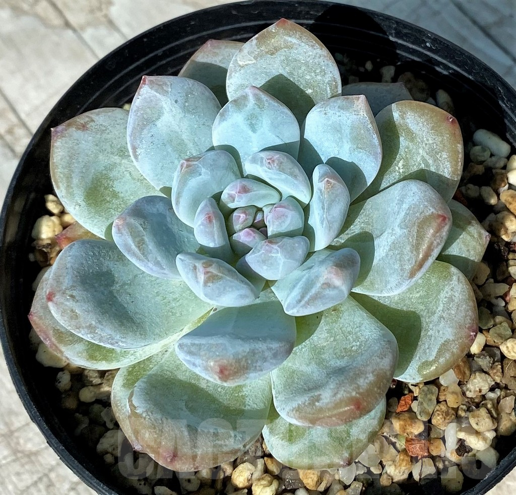 SH17010 Echeveria ‘Monroe'